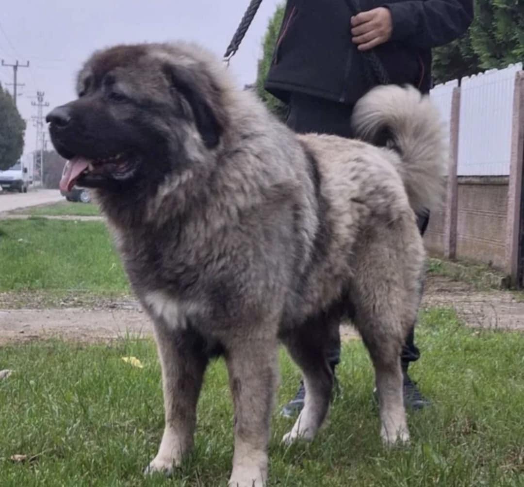 Szczenięta Owczarka Kaukaskiego - 11