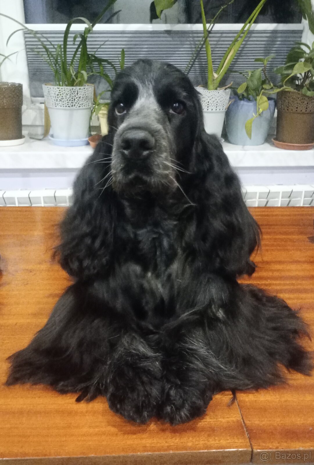 Zapowiedź miotu Cocker spaniel angielski - 11