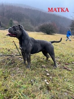 Buldog Staroangielski - Old English Bulldog - 11