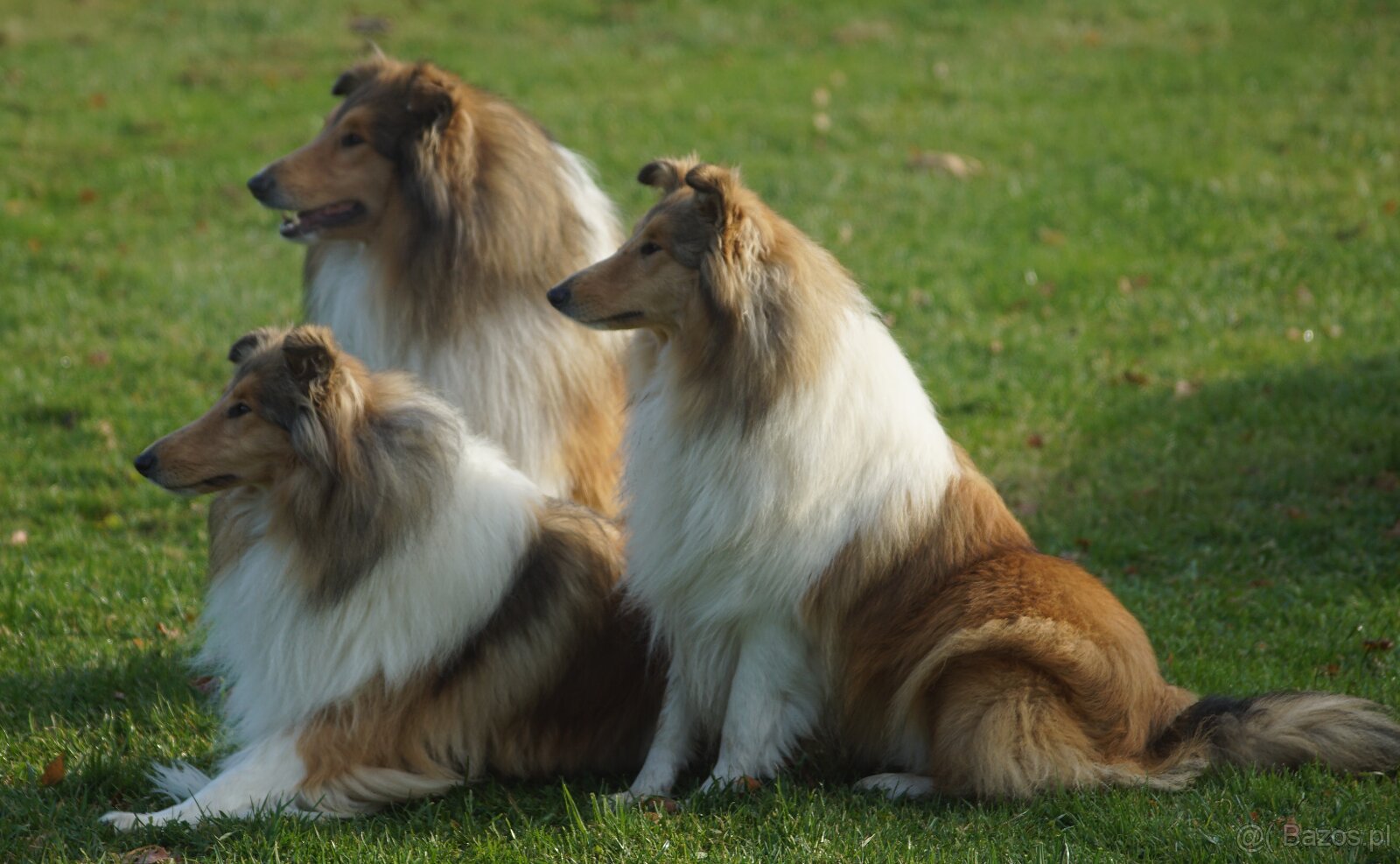 OWCZAREK SZKOCKI DŁUGOWŁOSY SUCZKA - 11