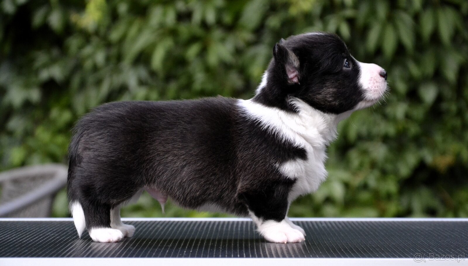 Welsh Corgi Cardigan ZKwP/FCI - 11