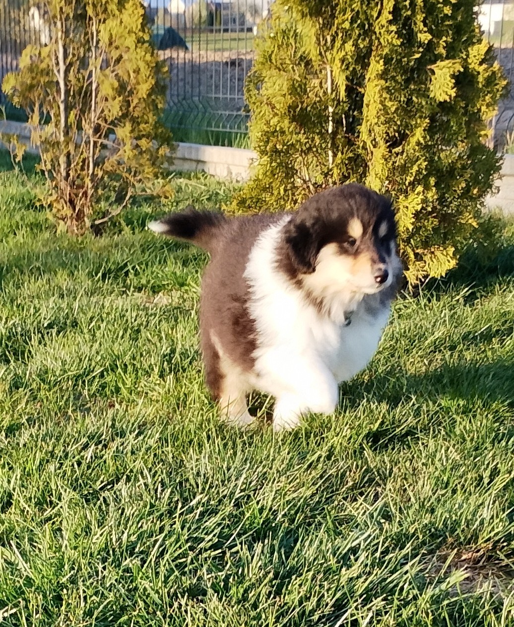 Owczarek szkocki collie długowłosy - 11