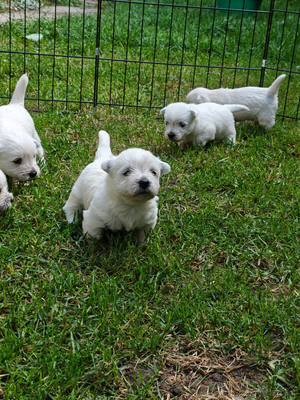 Szczenięta West Highland White Terrier - 11