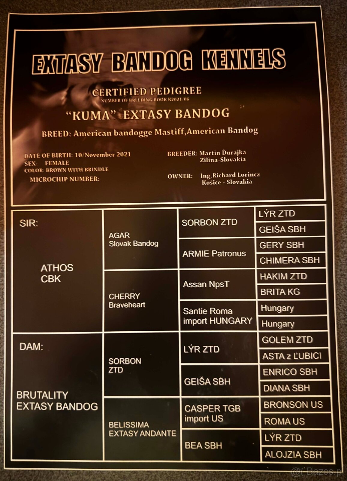 Szczeniaki Bandogi s rodokmenom VIP BANDOG KENNELS - 11