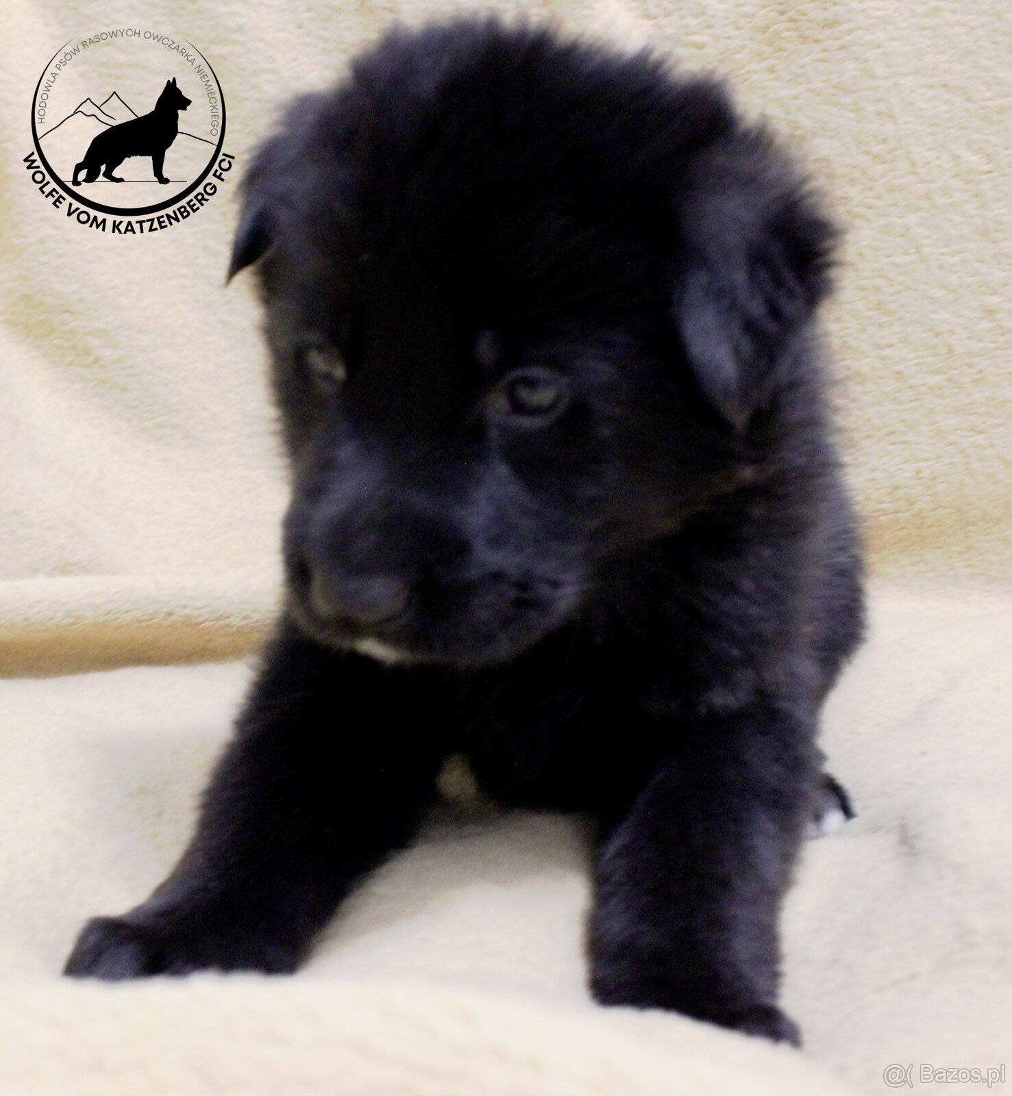 Owczarek niemiecki krótkowłosy szczeniaki o: Mistrz Świata - 11