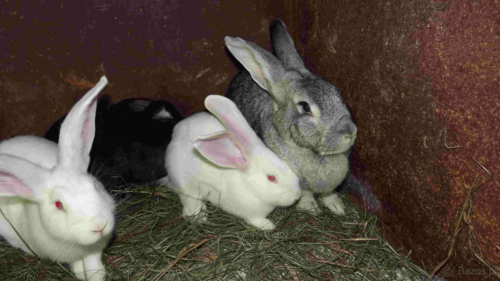 sprzedam króliki - 11