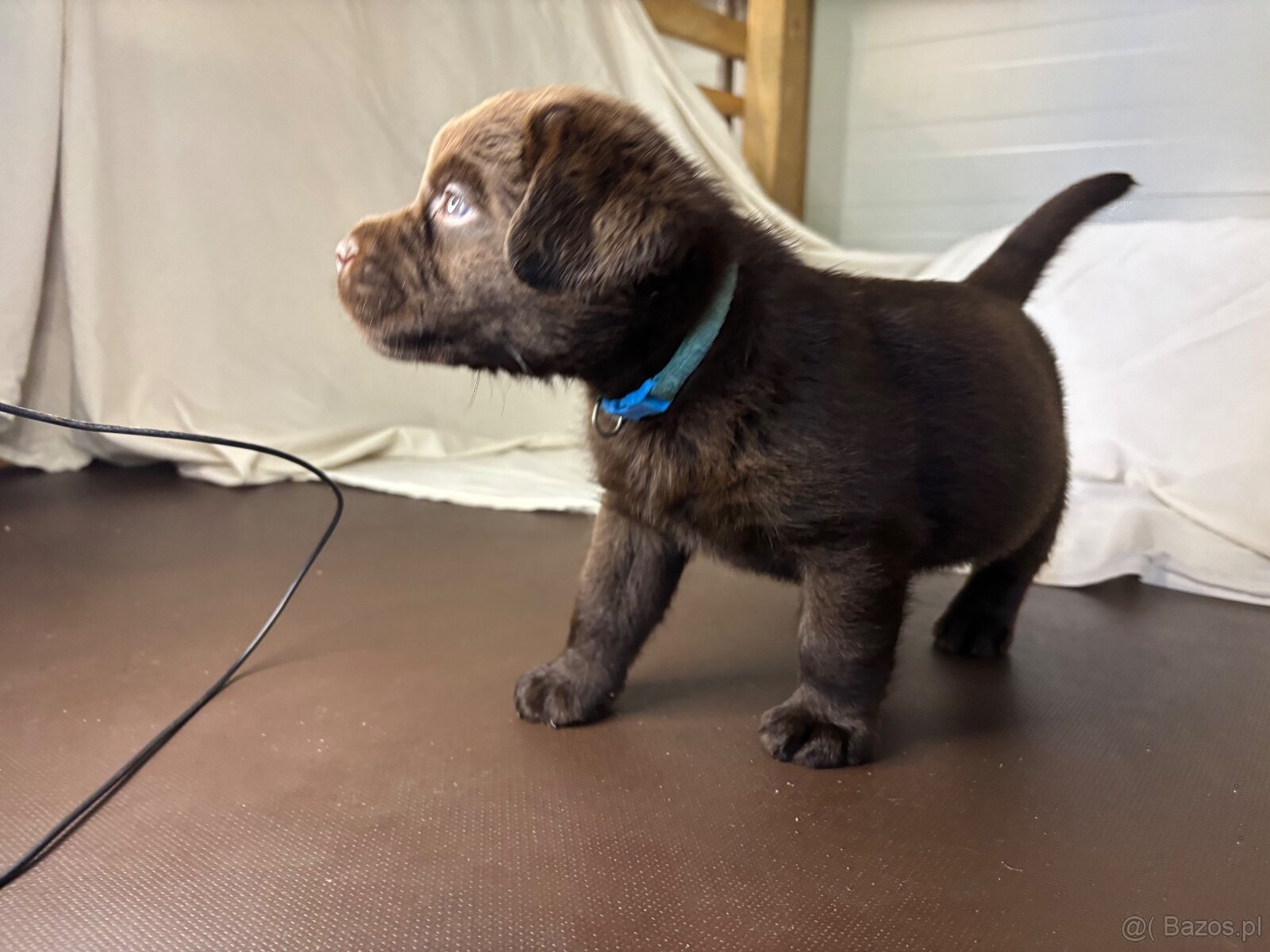 Labrador czekoladowy szczenię - 11