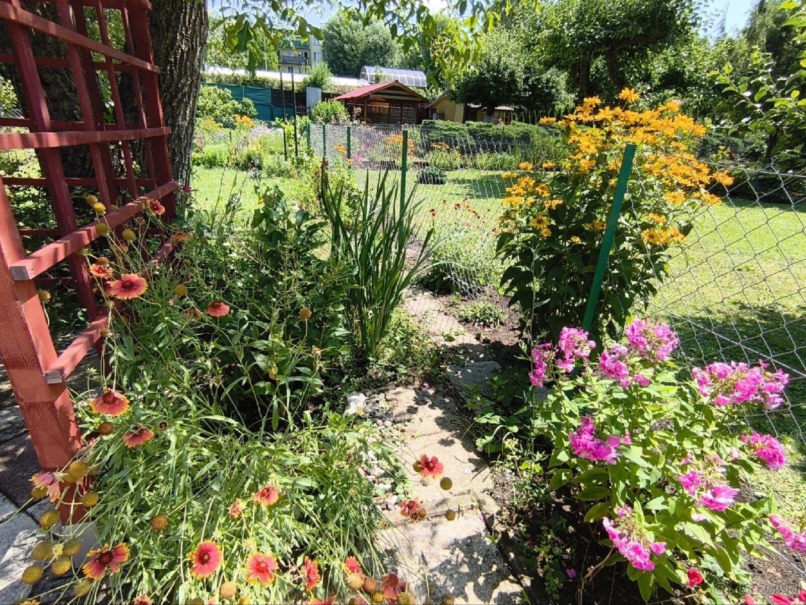 Urokliwa działka ROD "Kopernik" - 11