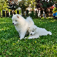 Samoyed - szczenięta - 11