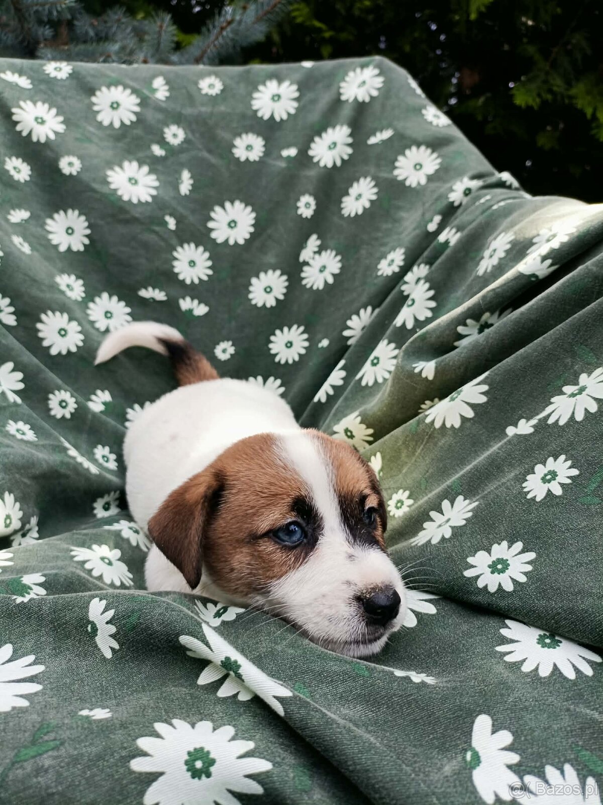 Jack Russell terrier JRT rodzice FCI - 11