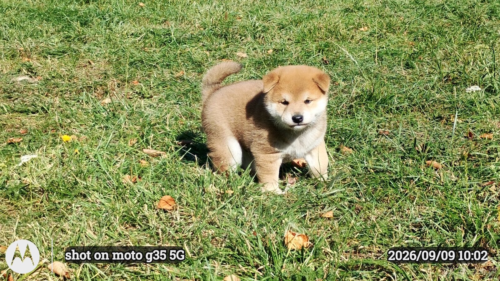 Dwoje szczeniąt Shiba Inu ur.07.08.2026r. - 11