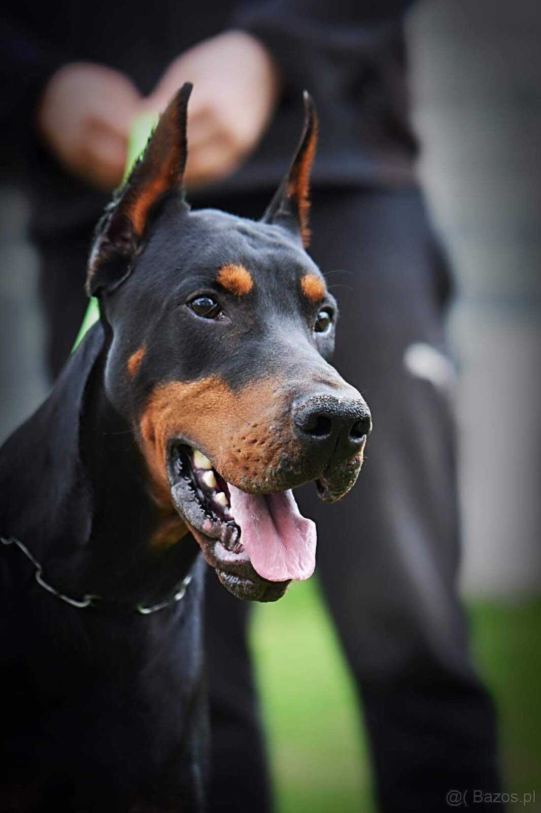 NIEBIESKIE KOPIOWANE SZCZENIĘTA DOBERMANA Z RODOWODEM FCI - 11