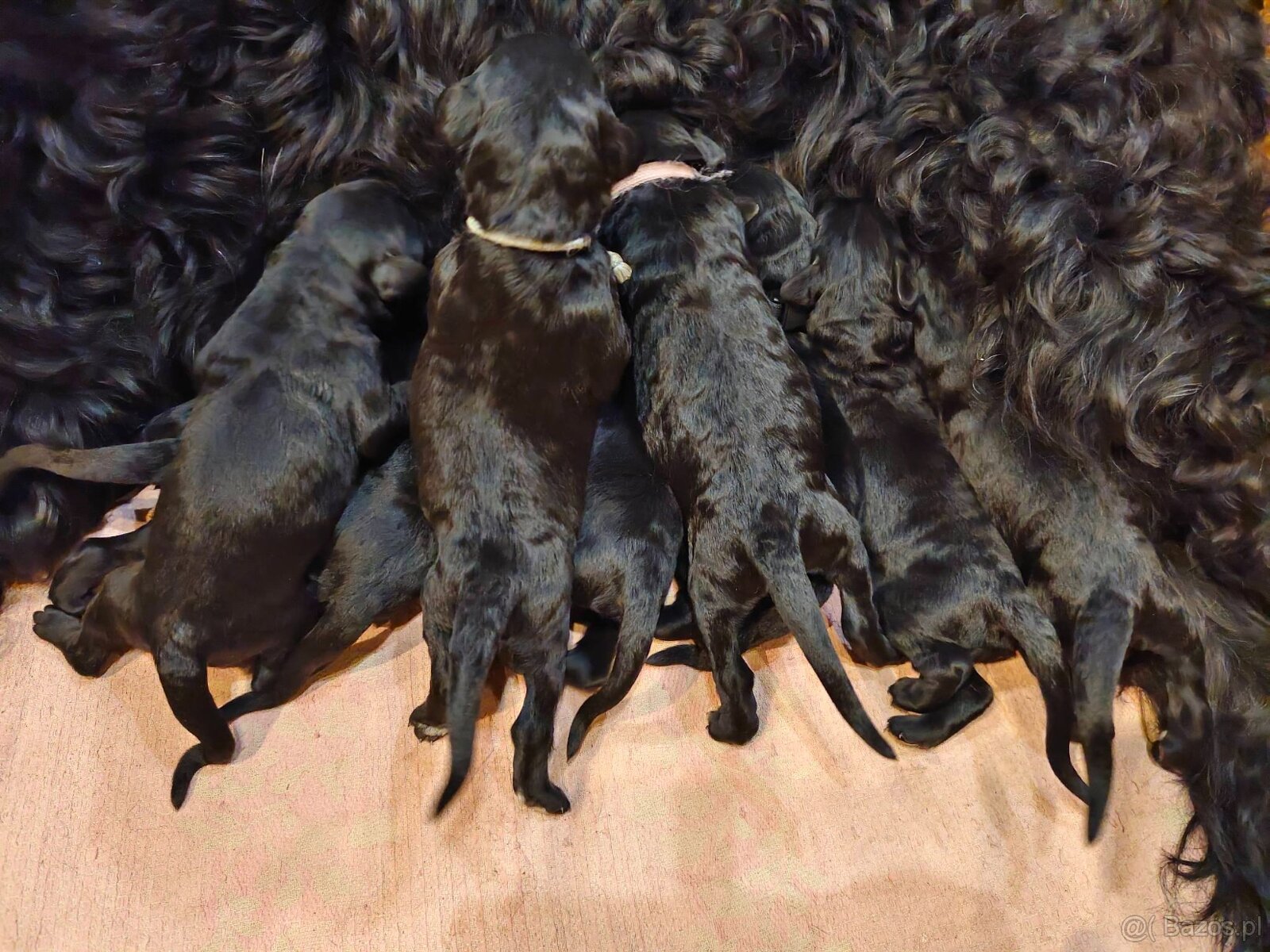 Czarny terier rosyjski - szczeniak - 11