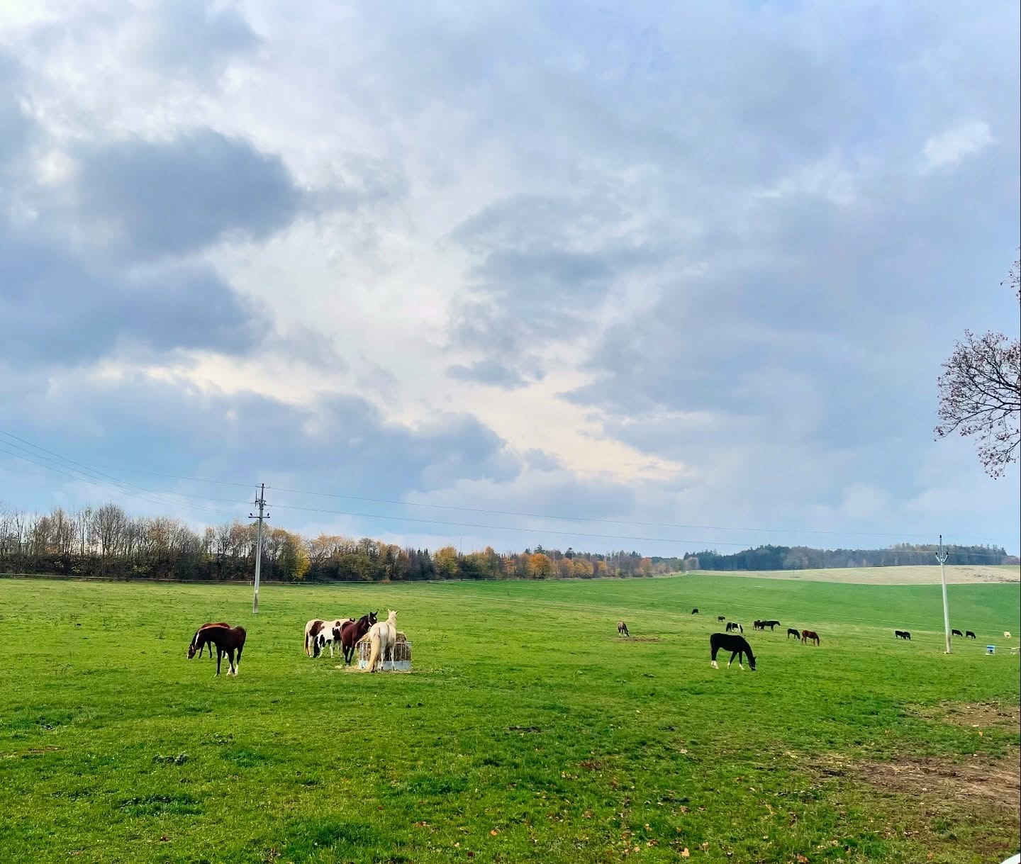 stajnie dla koni, źrebiąt i emerytów - 11