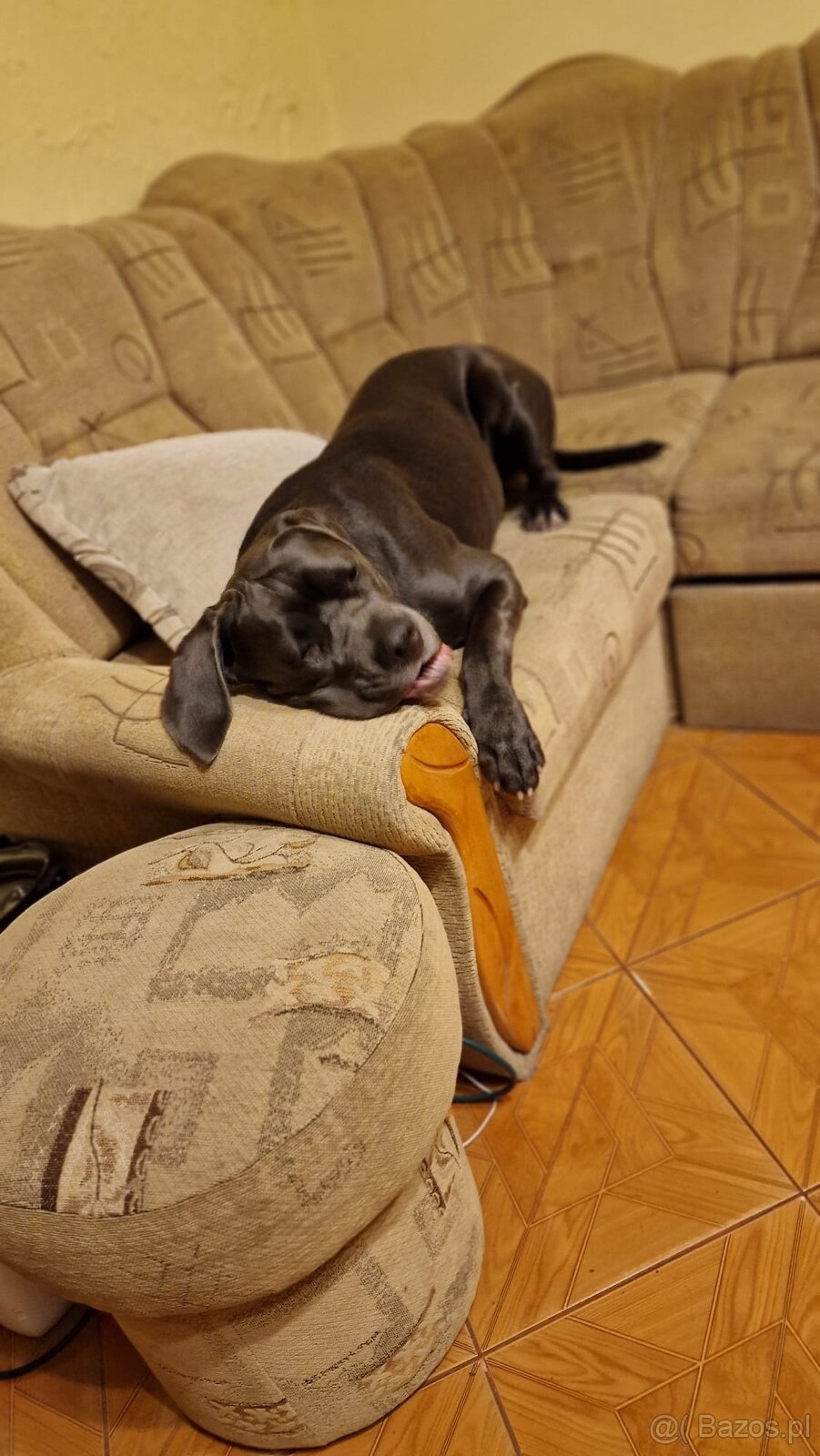 Cane Corso suka 14 miesięcy - 11