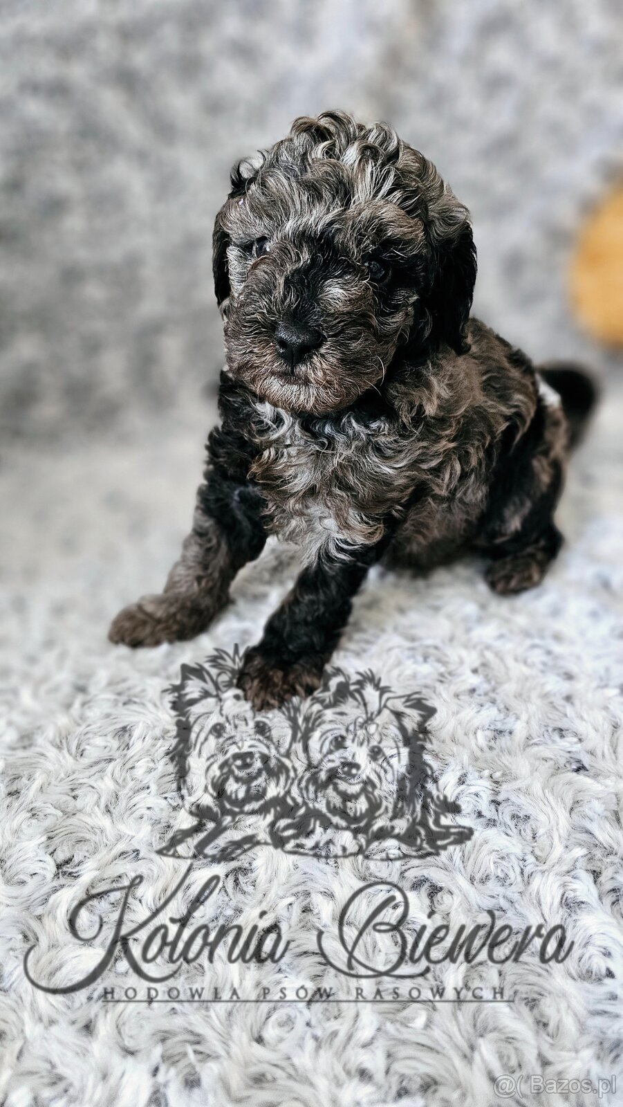Pudel Toy/Miniaturowy Blue Merle adania Genetyczne Paszport - 11