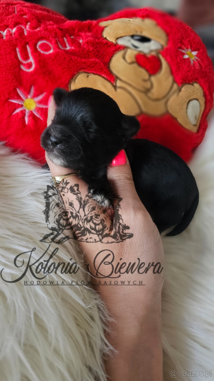 Yorkshire Terrier Czarno-złoty pessiei sunia PASZPORT - 11