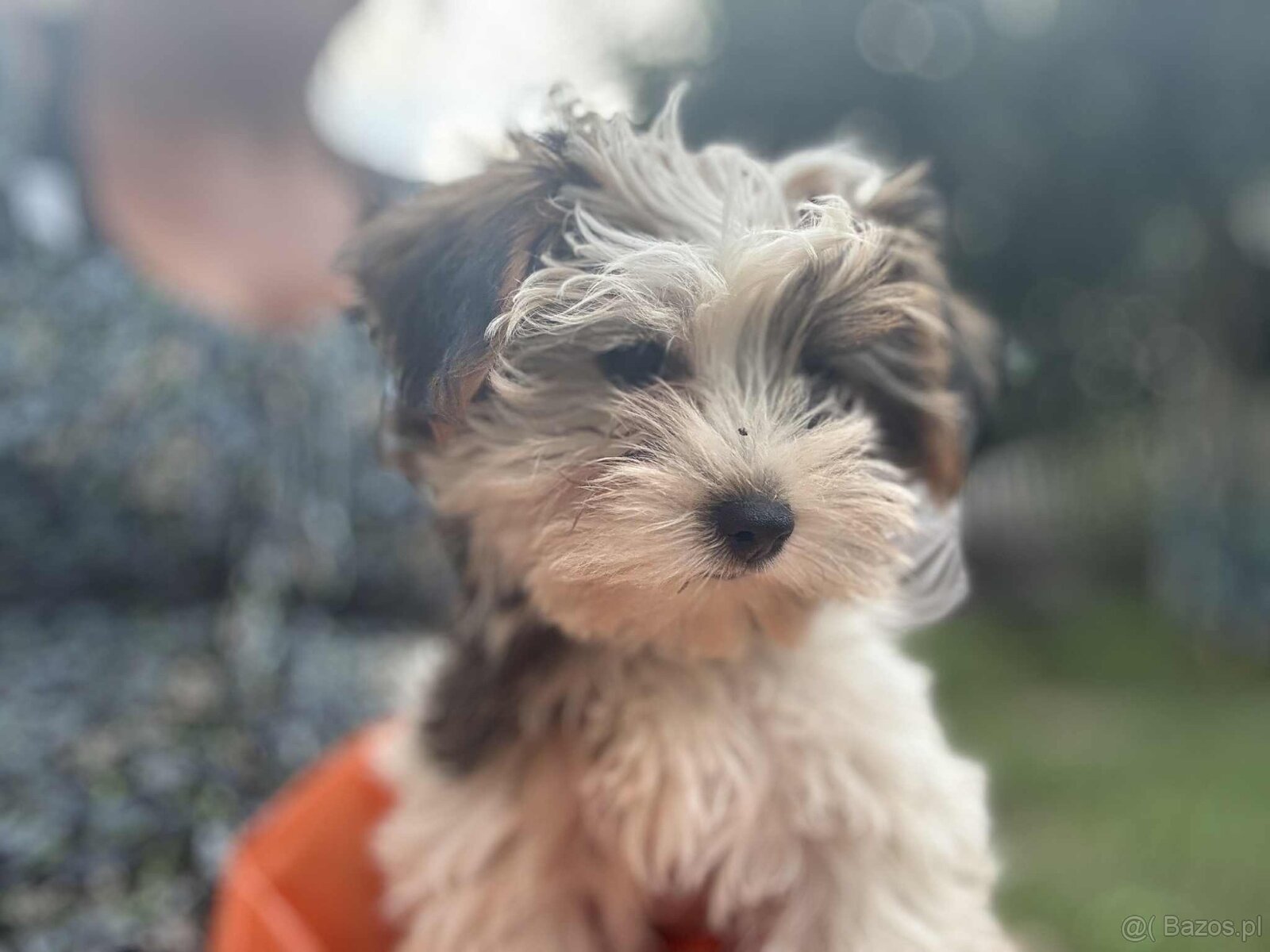 York terier średni - 11