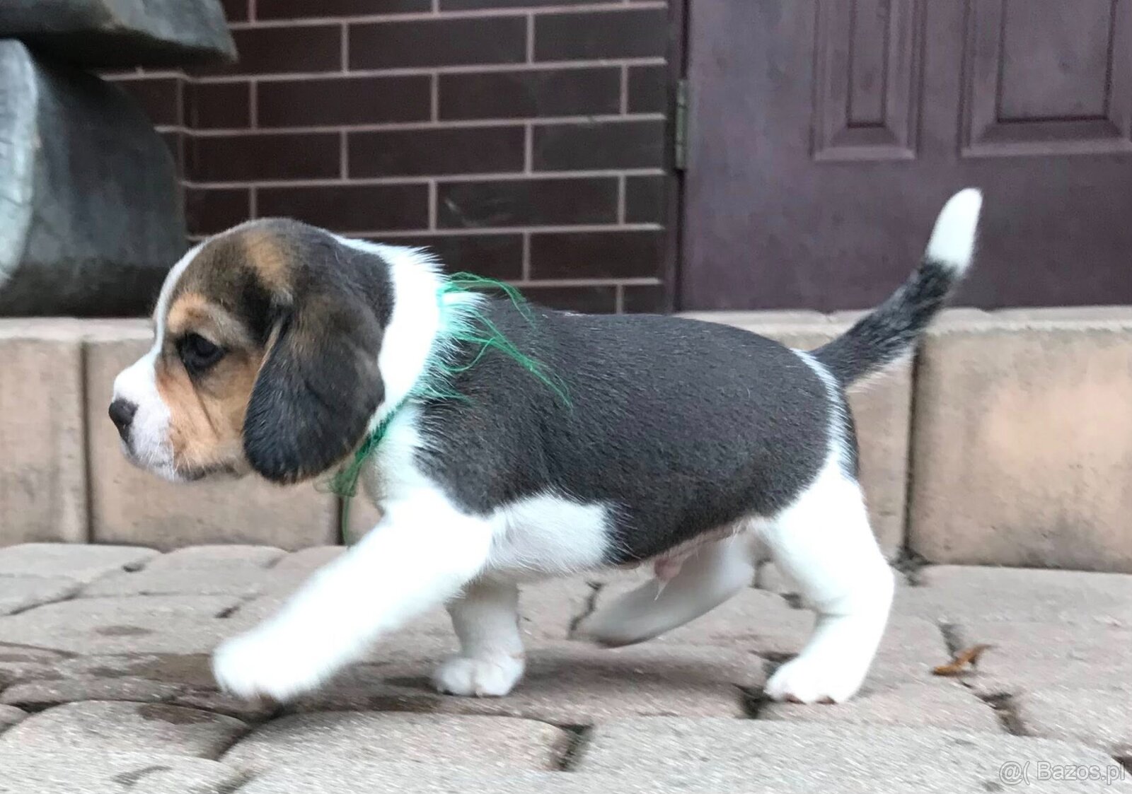 Beagle / Bigle - szczenięta rodowodowe ZKwP / FCI po Champio - 11