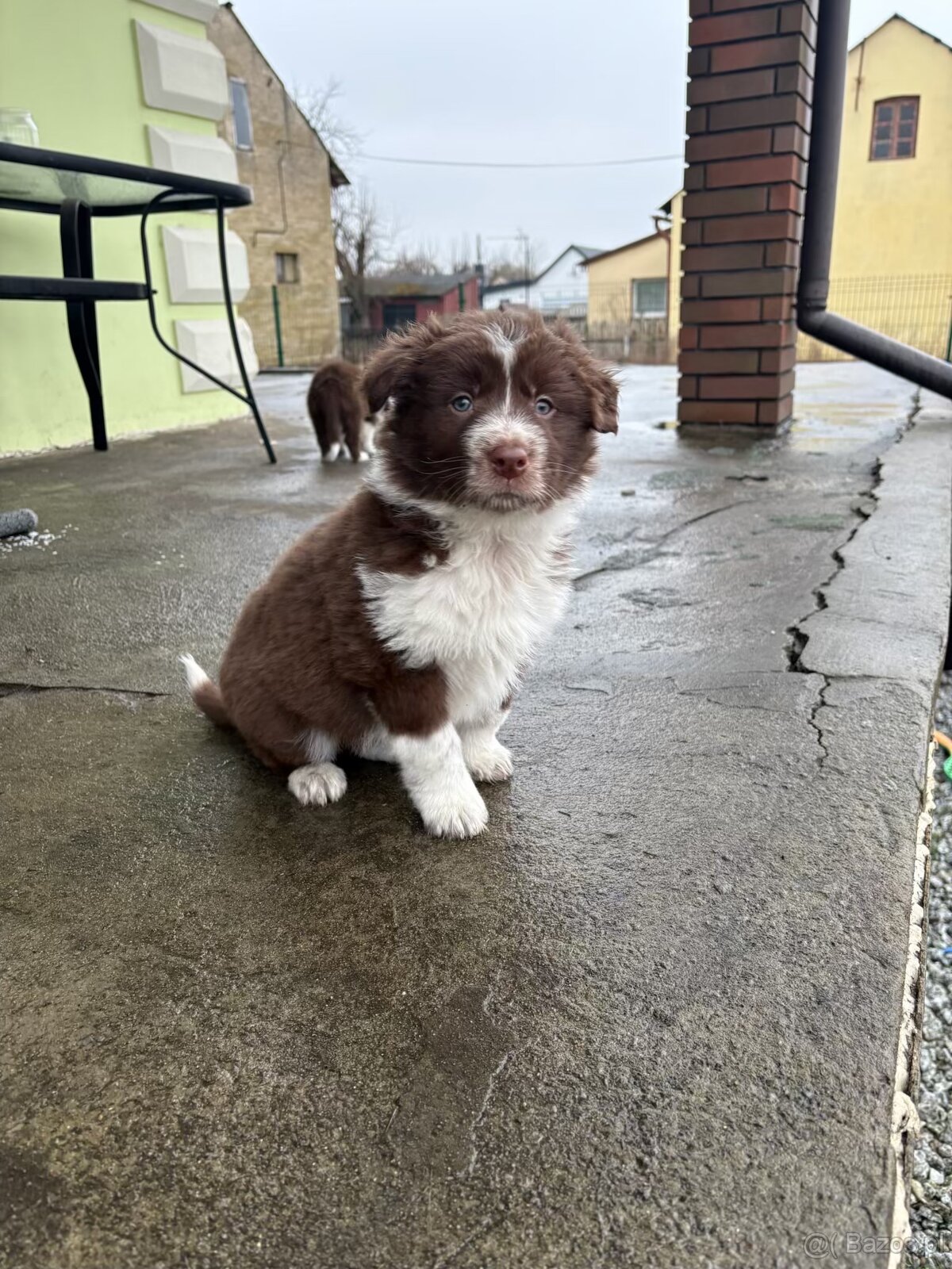 Szczeniaki border collie - 11