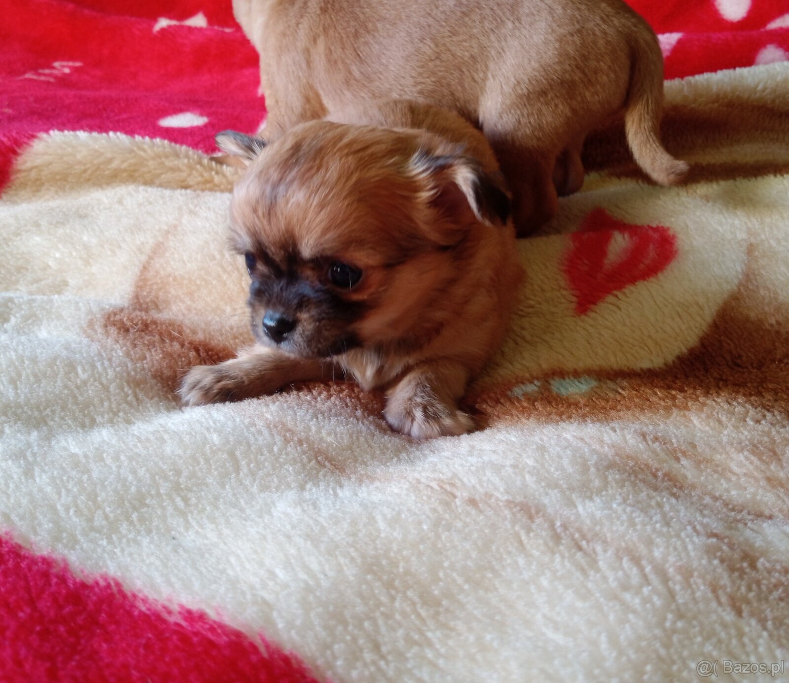 Chihuahua szczenięta - 11