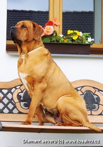 Tosa inu - przyjmujemy rezerwacje na szczenięta wiosna/lato - 11