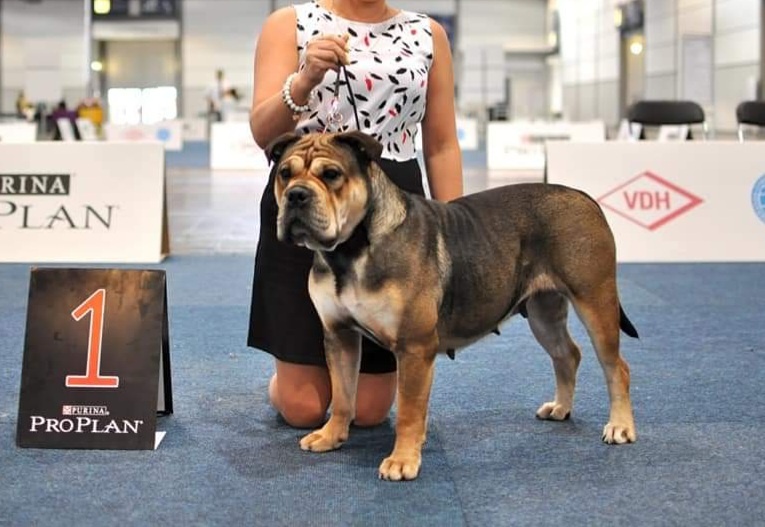 Dog Z Majorki Ca De Bou - 11