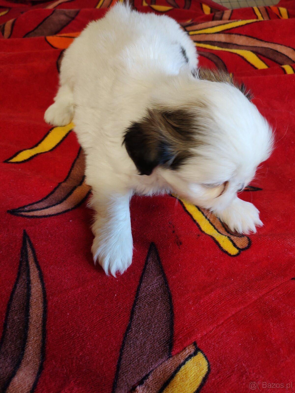Suczki mieszanka ( shih tzu - pekińczyk) - 11