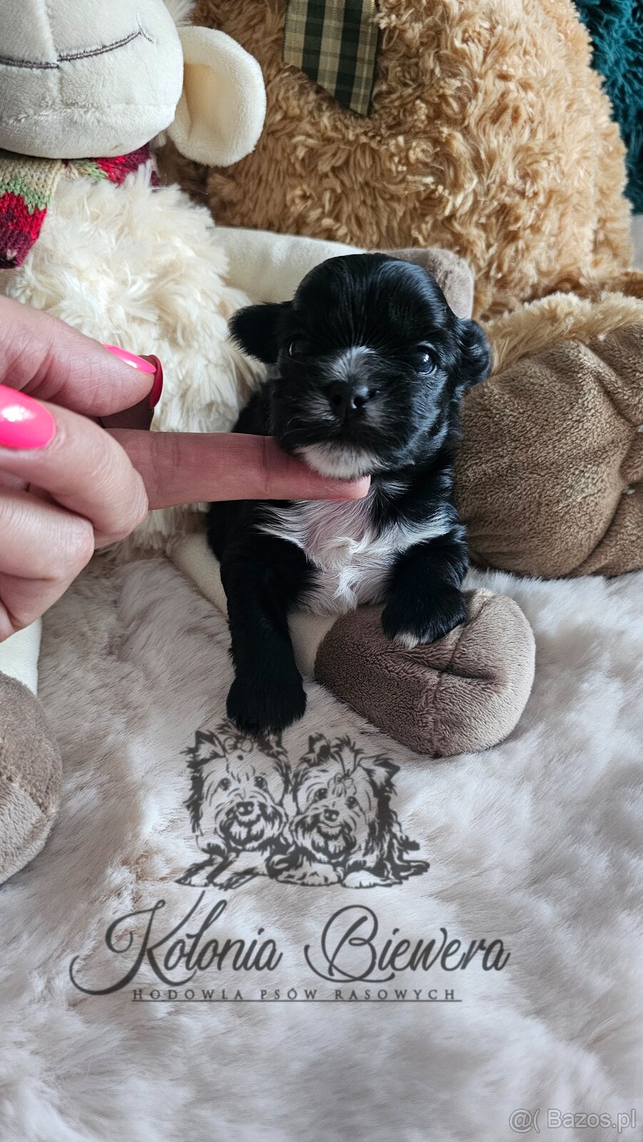 Yorkshire Terrier czarny piesek ( nie wybarwi się) Paszport - 11
