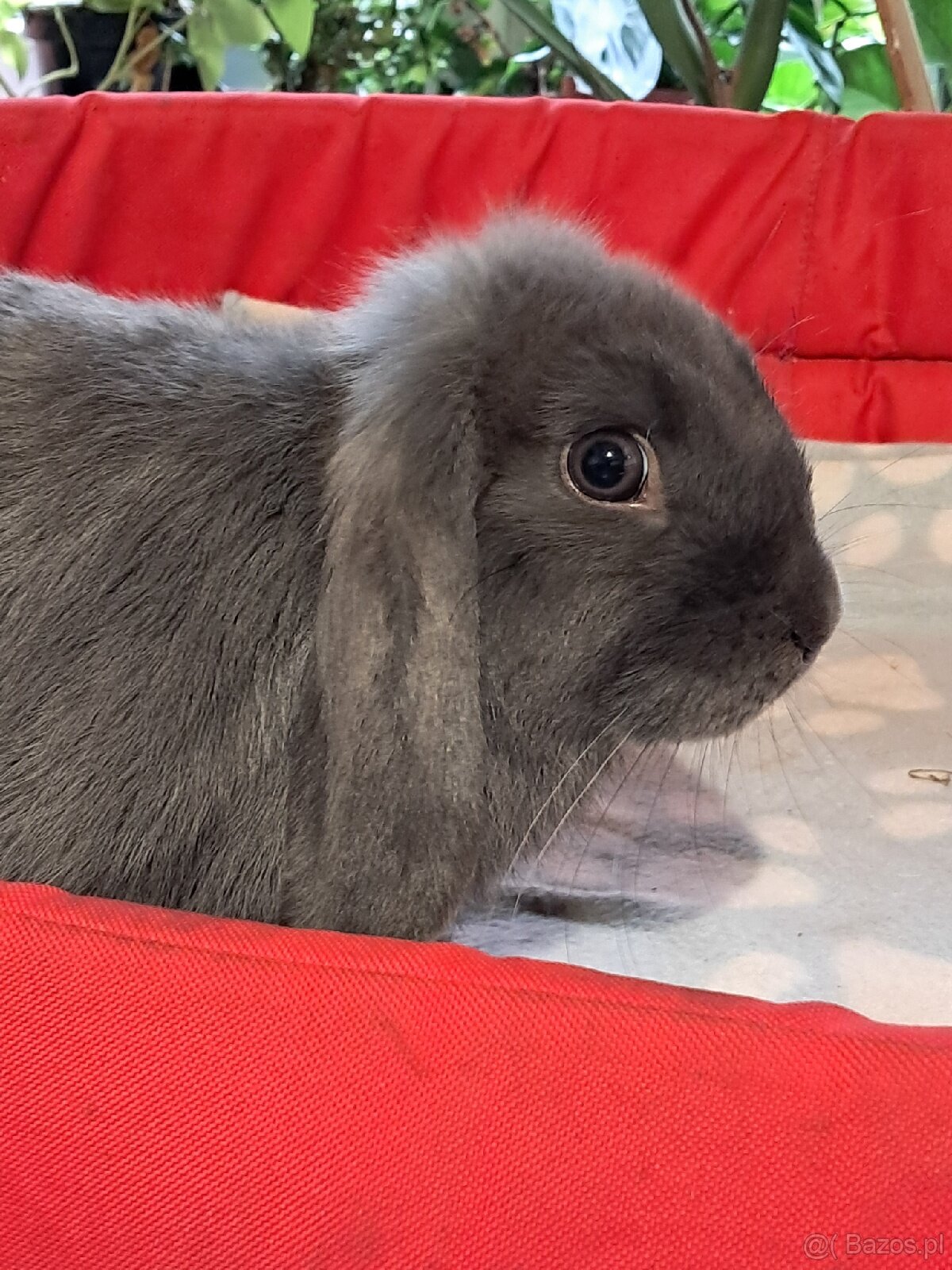 Białe baranki mini lop - 11