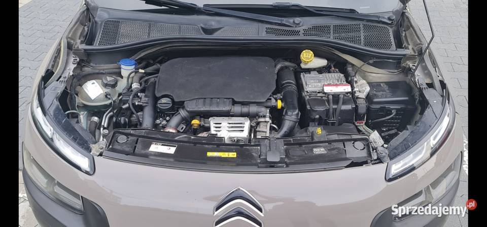 Cactus Sprawdz go w warsztacie na godziny tel. 519 853 348 - 11