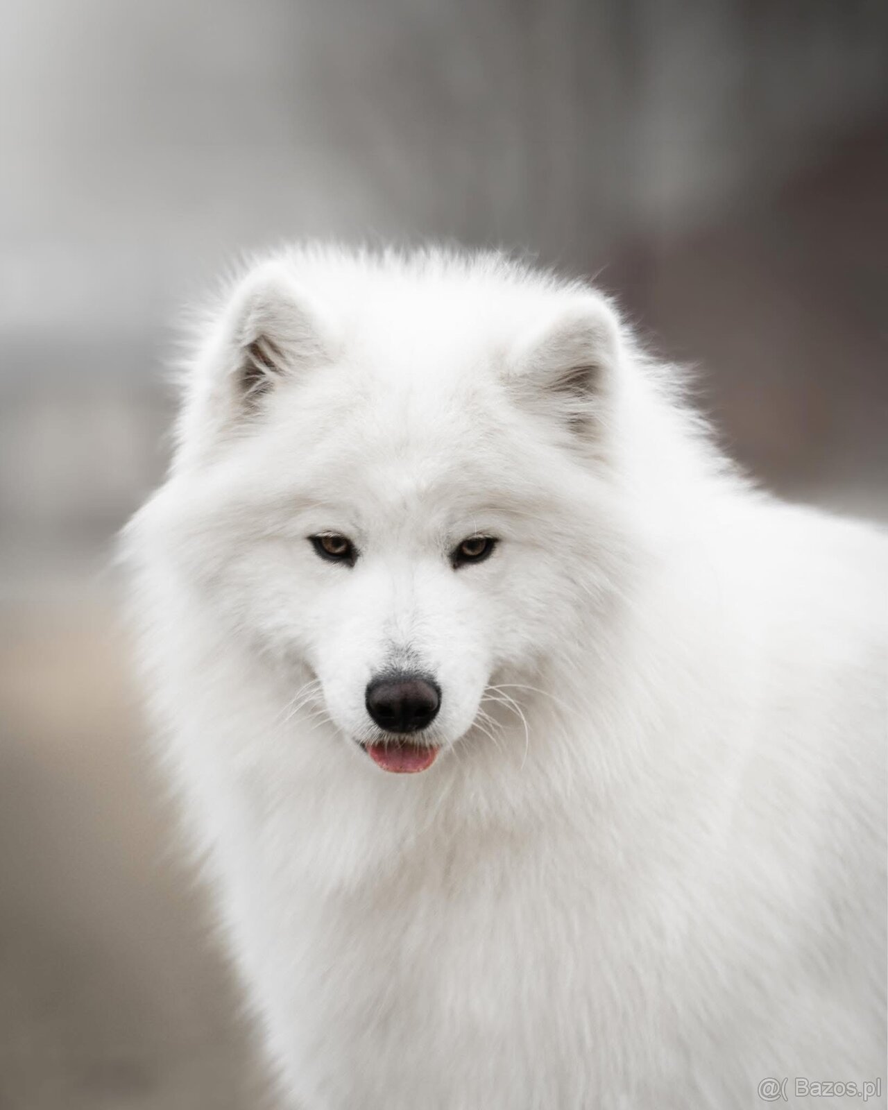 Samojed z FCI/PP – urodzone szczenięta z wyjątkowego skojarz - 11