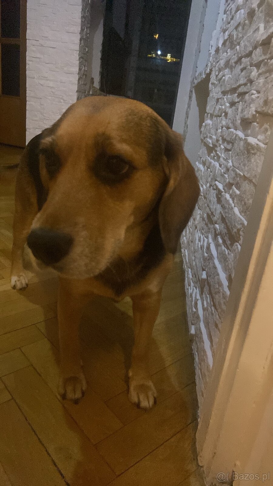 szczeniaki 8 tygodni - mama Beagle - 11