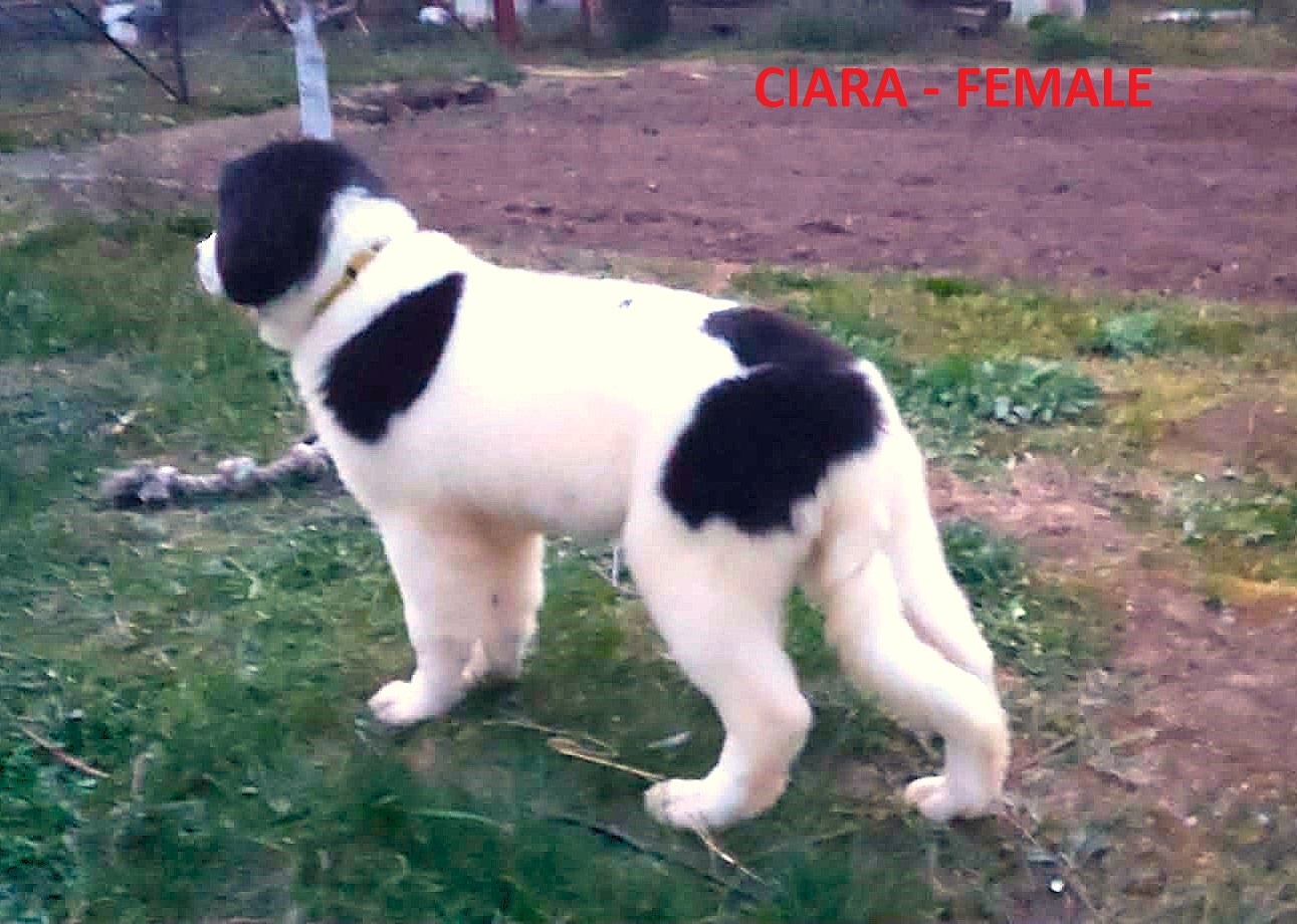 LANDSEER - 11