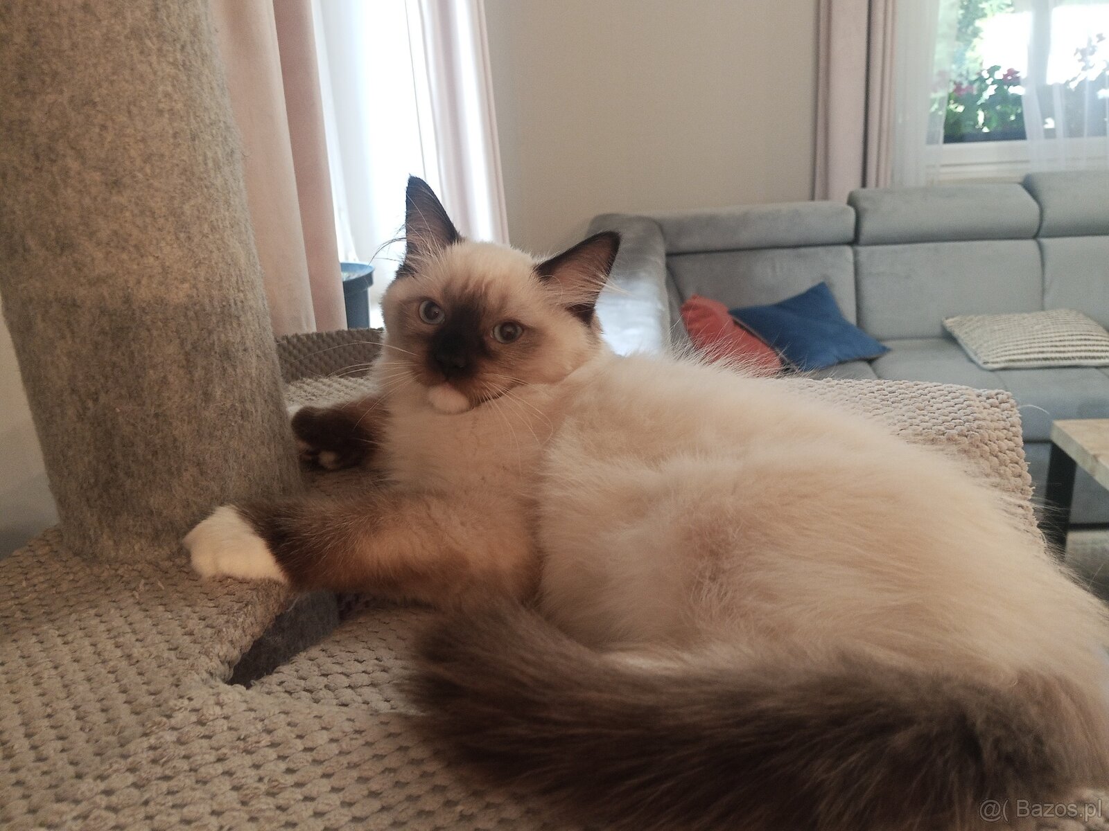 Kocurek Ragdoll LATTE FPL - 11