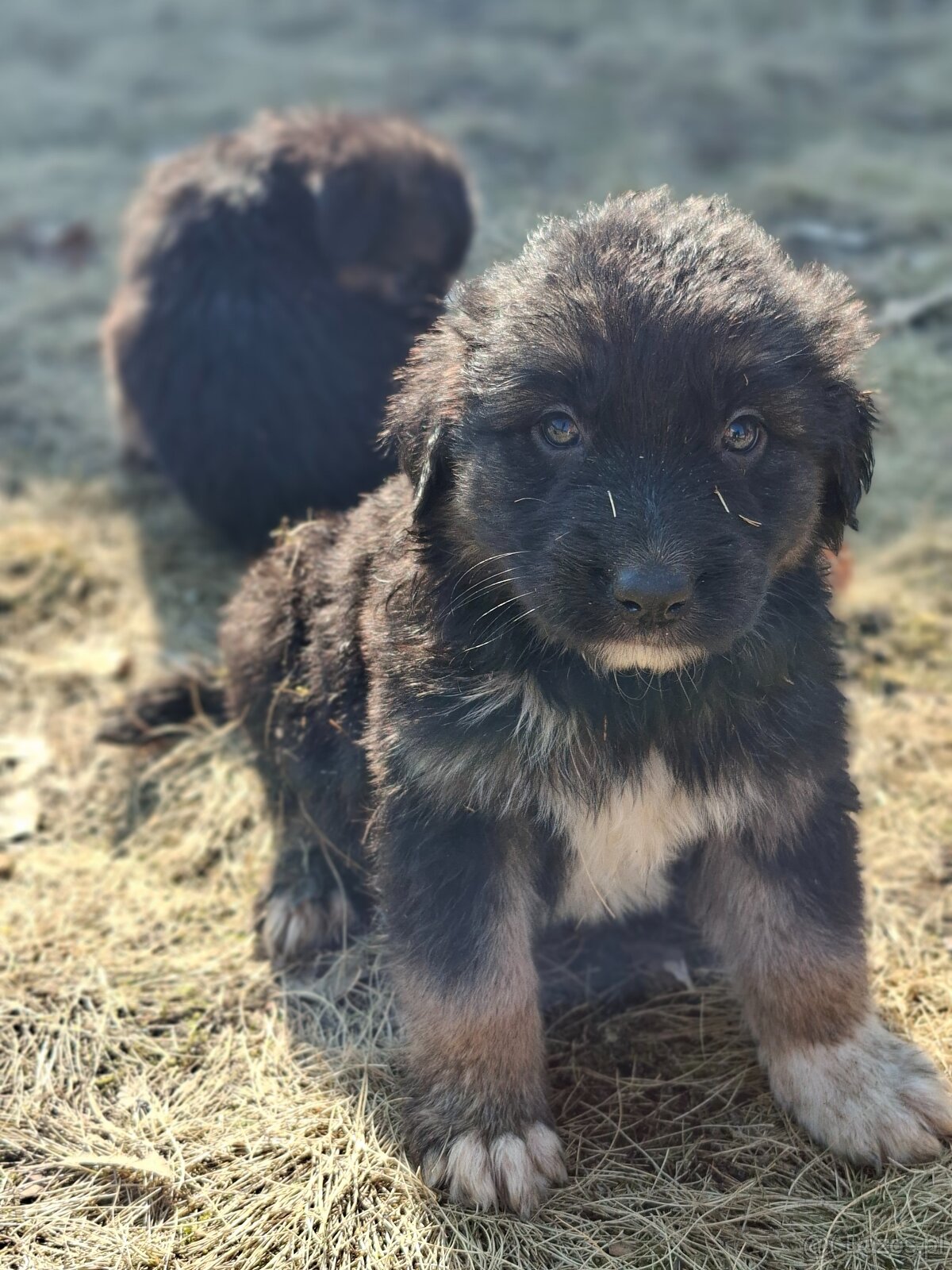 Oddam szczeniaczki za darmo - 11