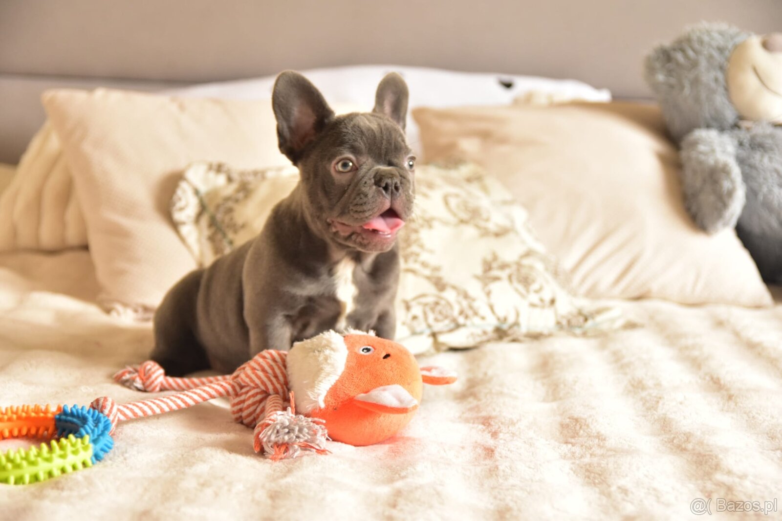 Buldog francuski sunia lilac - 11