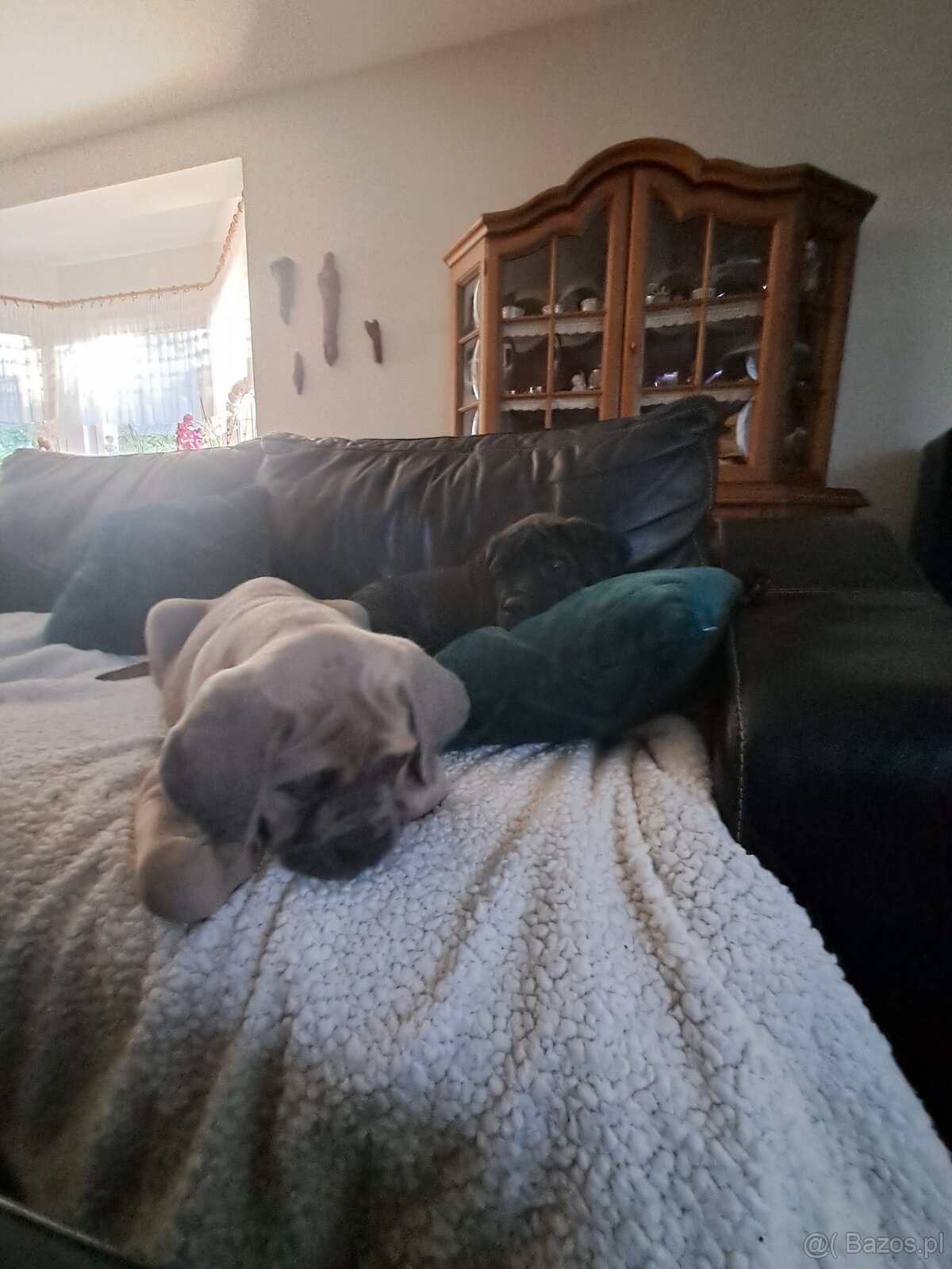 Urocze Cane Corso - 11