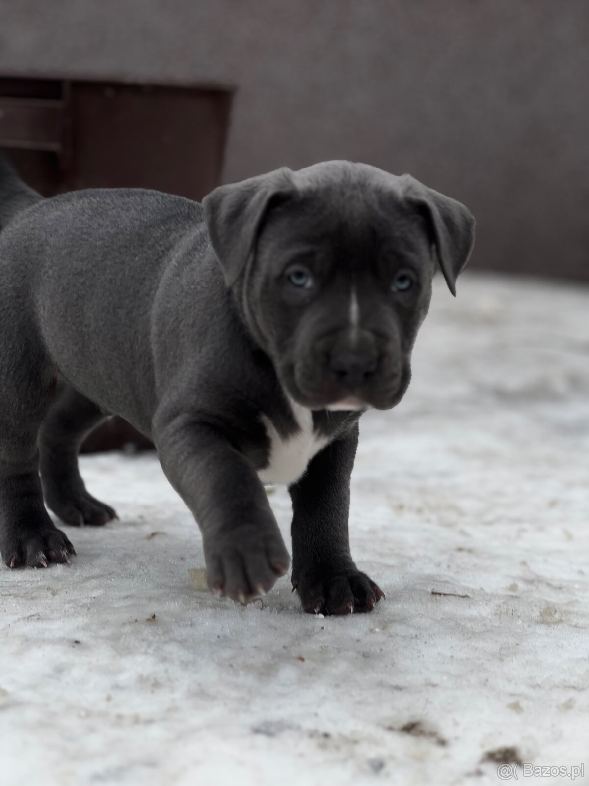 American bully XL s PP - 11
