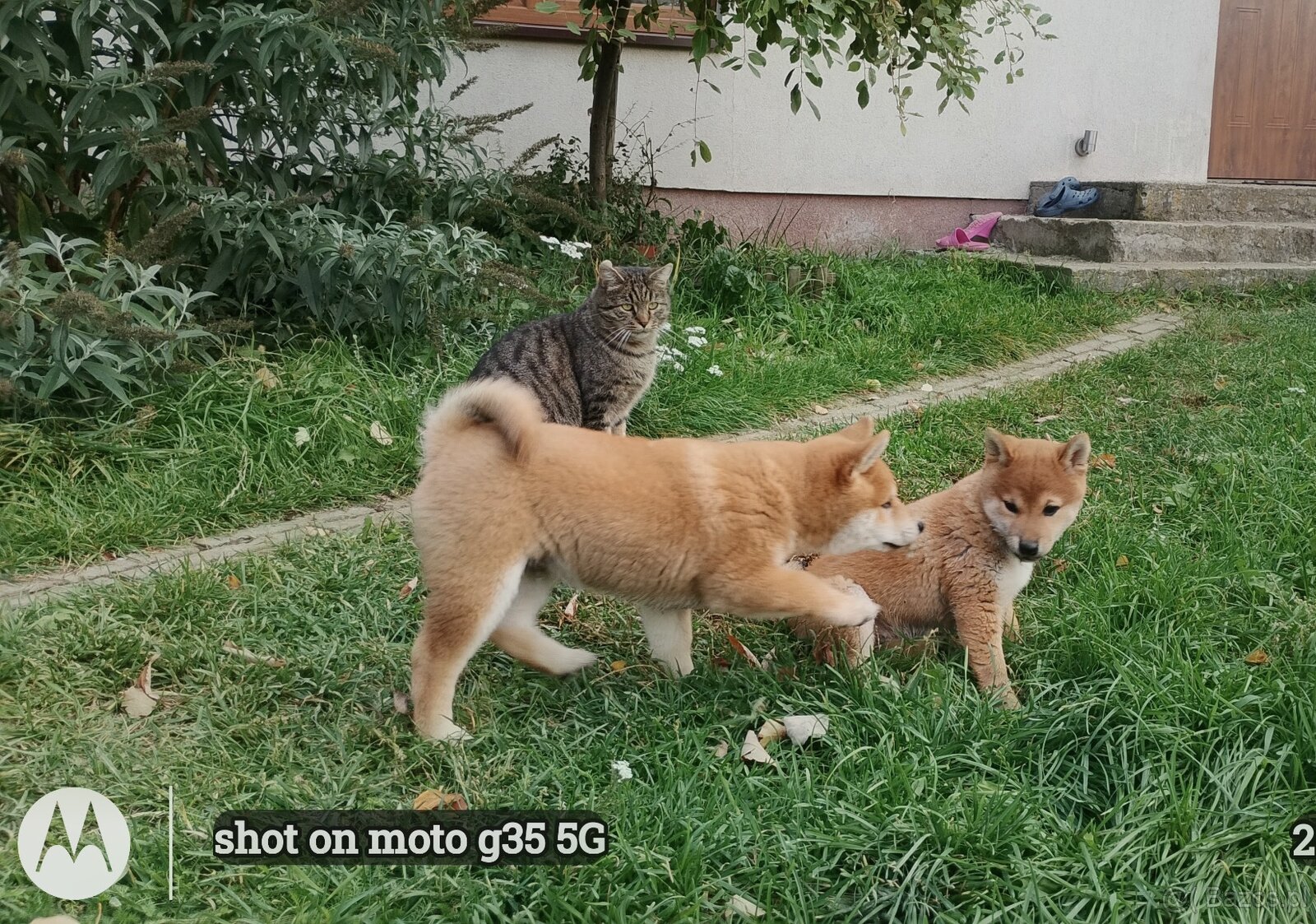 Dwoje szczeniąt Shiba Inu ur.07.08.2026r. - 11
