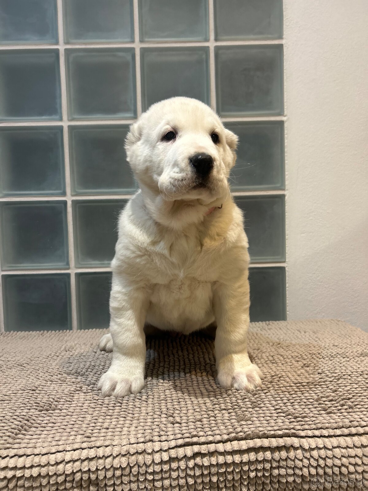 Owczarek środkowoazjatycki alabai - 11