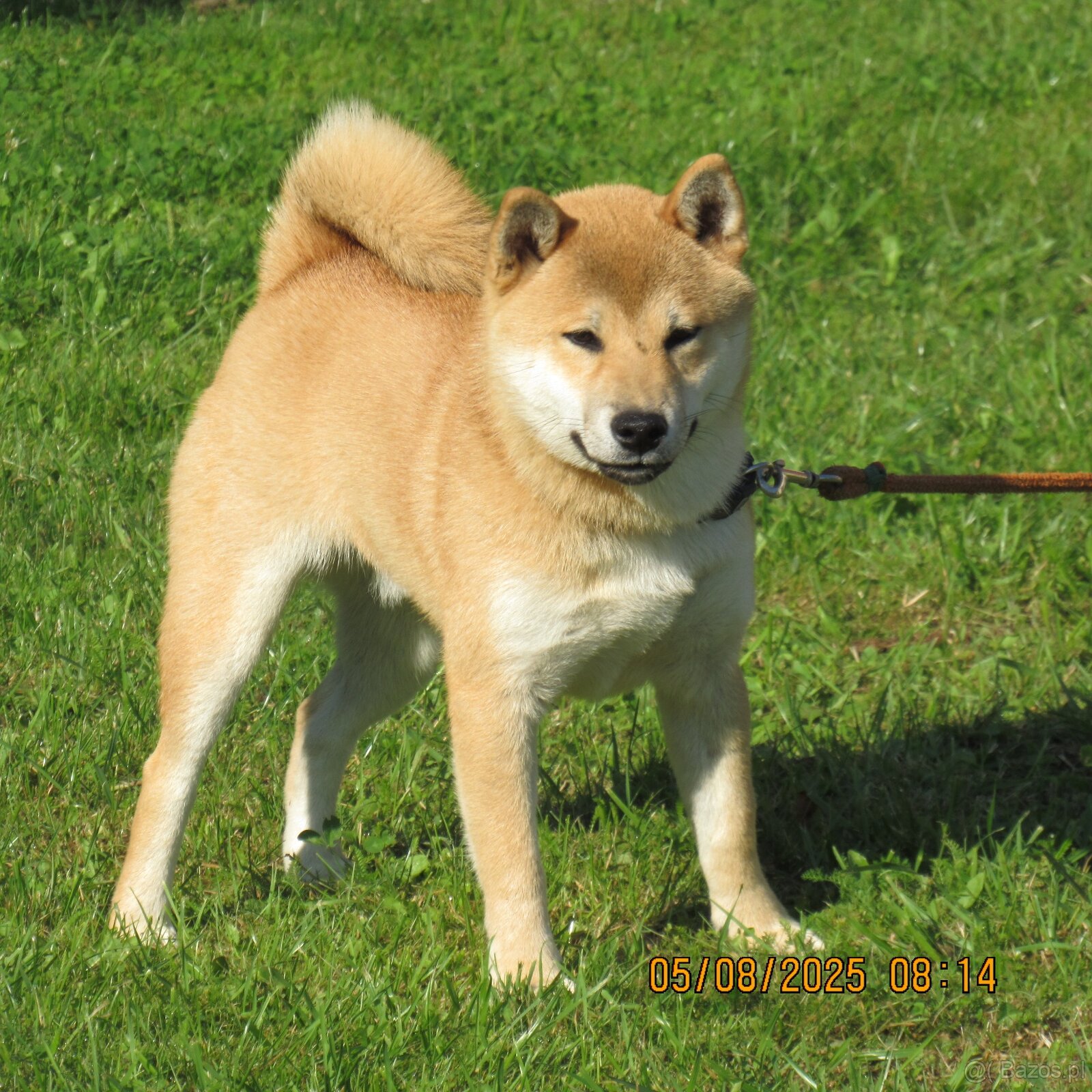Shiba Inu, czerwony piesek - 11
