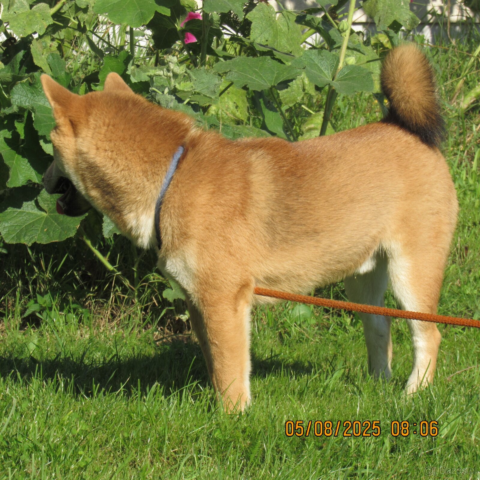 Shiba Inu - najstarszy w miocie czerwony piesek - 11
