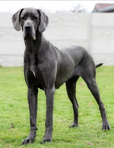 Niebieski dog niemiecki 💙🐾 o doskonałym rodowodzie - 11