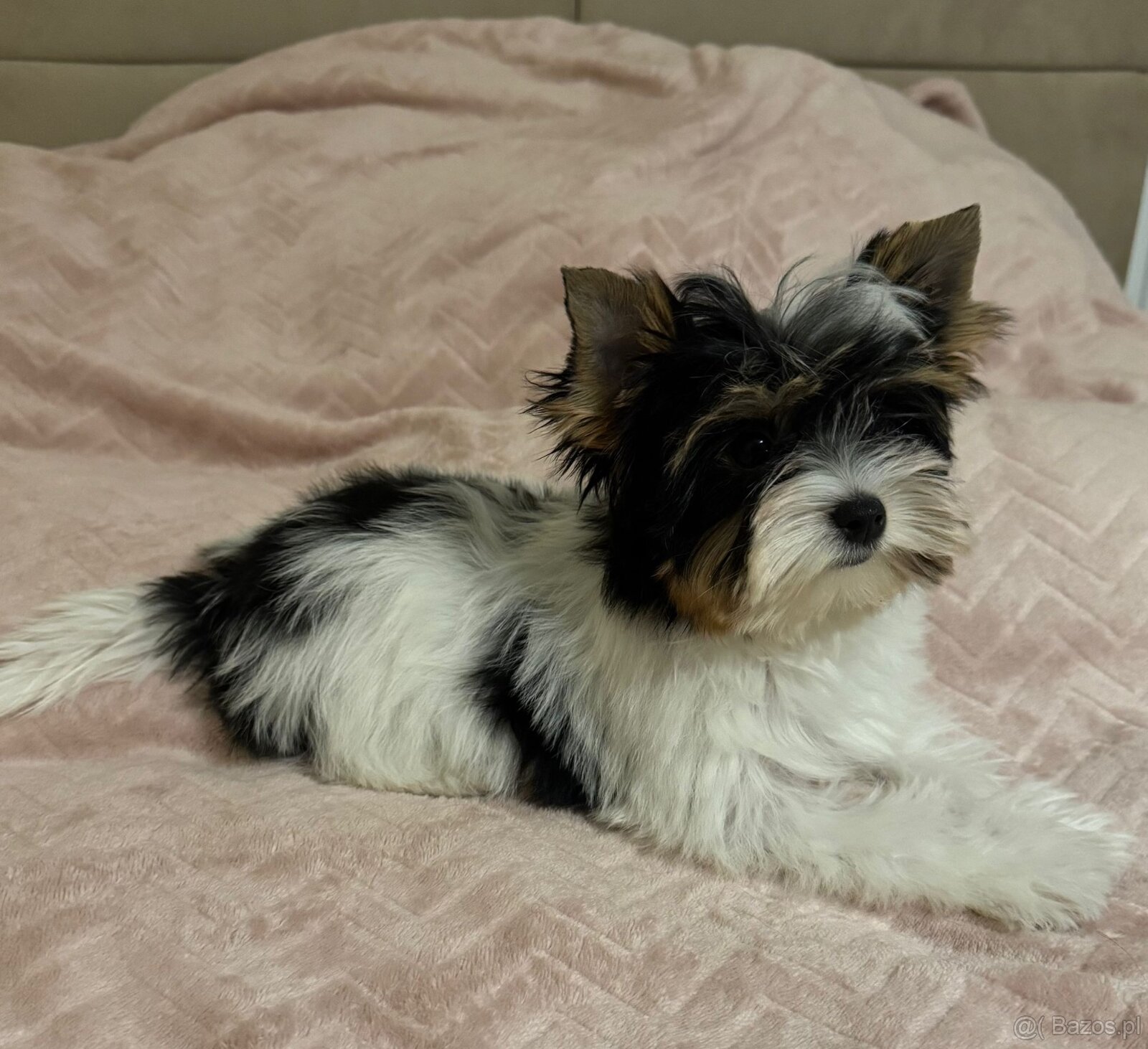 Suczka Biewer Yorkshire Terrier FCI / ZKwP - 11