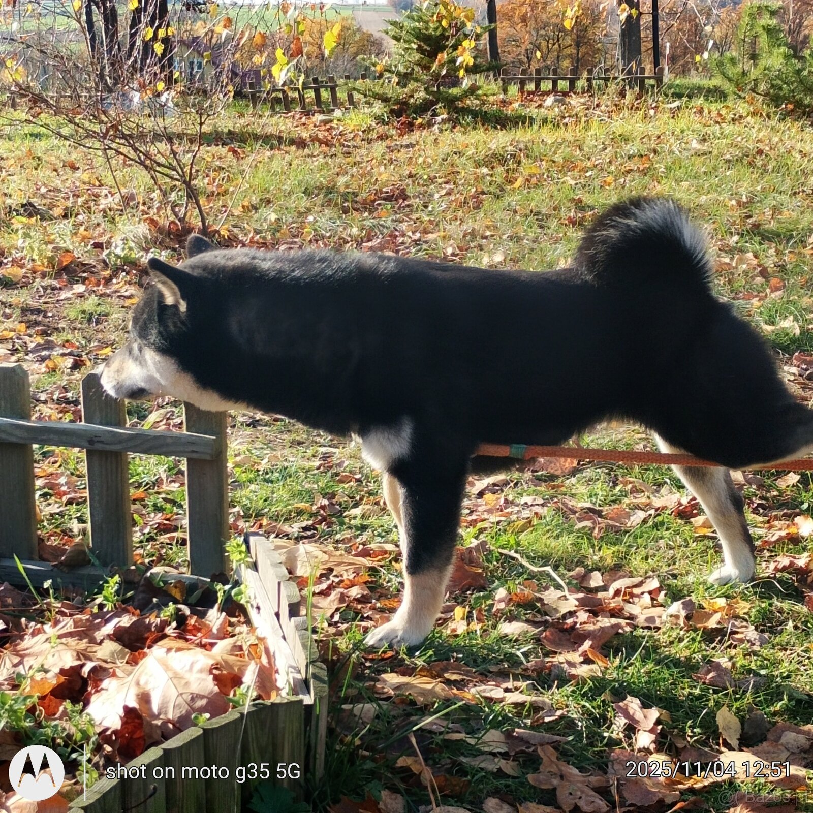 Shiba Inu, roczna suczka, czarna-podpalana - 11