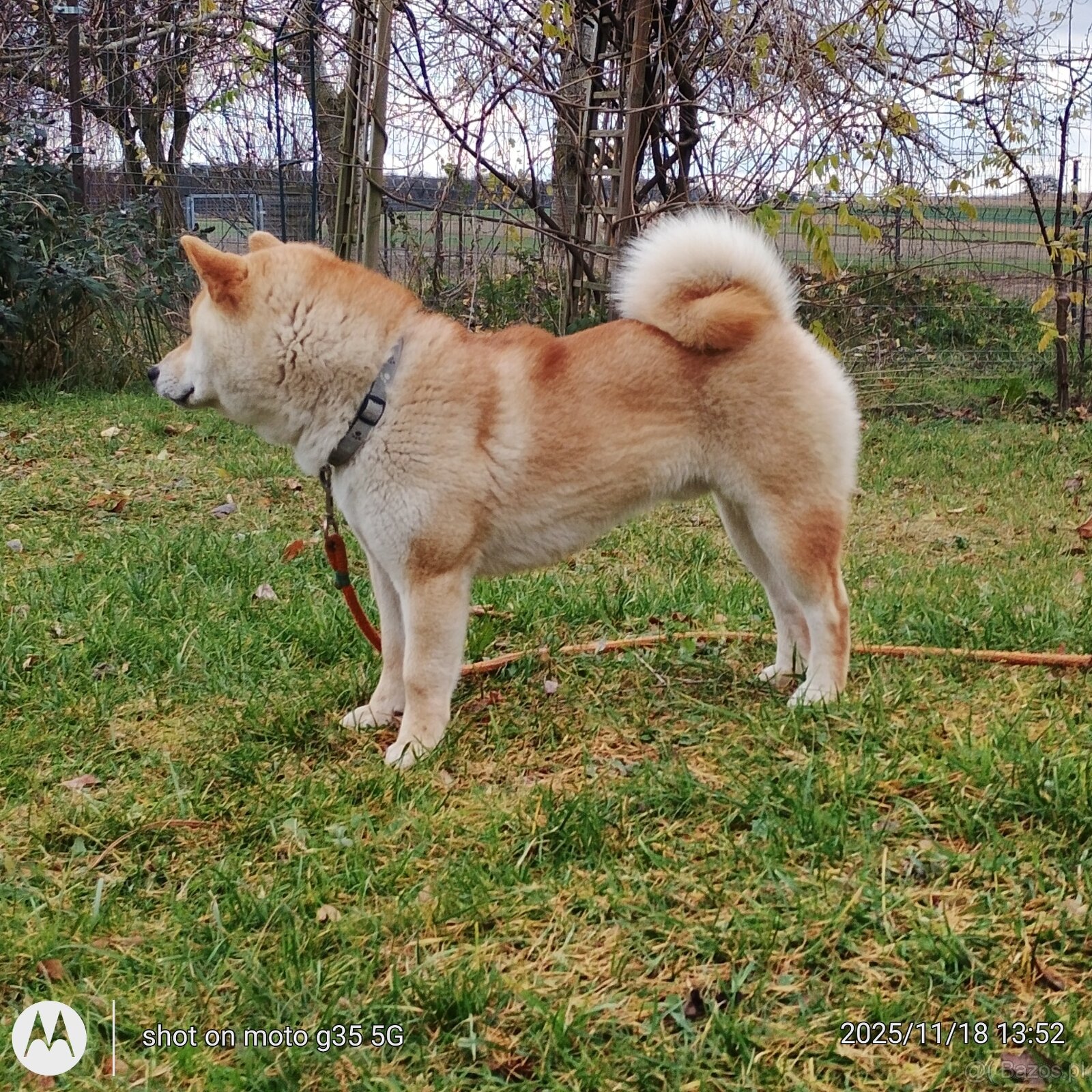 Shiba Inu czerwony sympatyczny piesek - 11