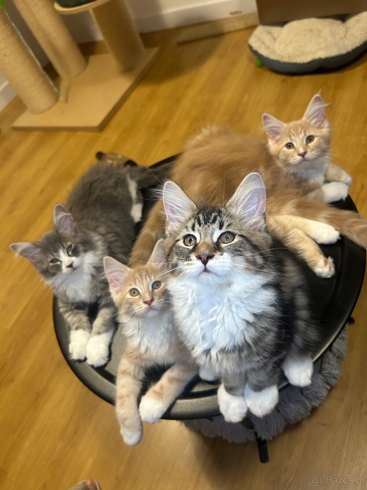 Maine Coon - 11
