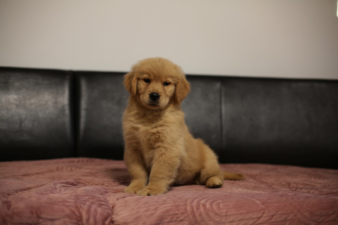 GOLDEN RETRIEVER-złote, ZKwP/FCI, typ amerykański - 11