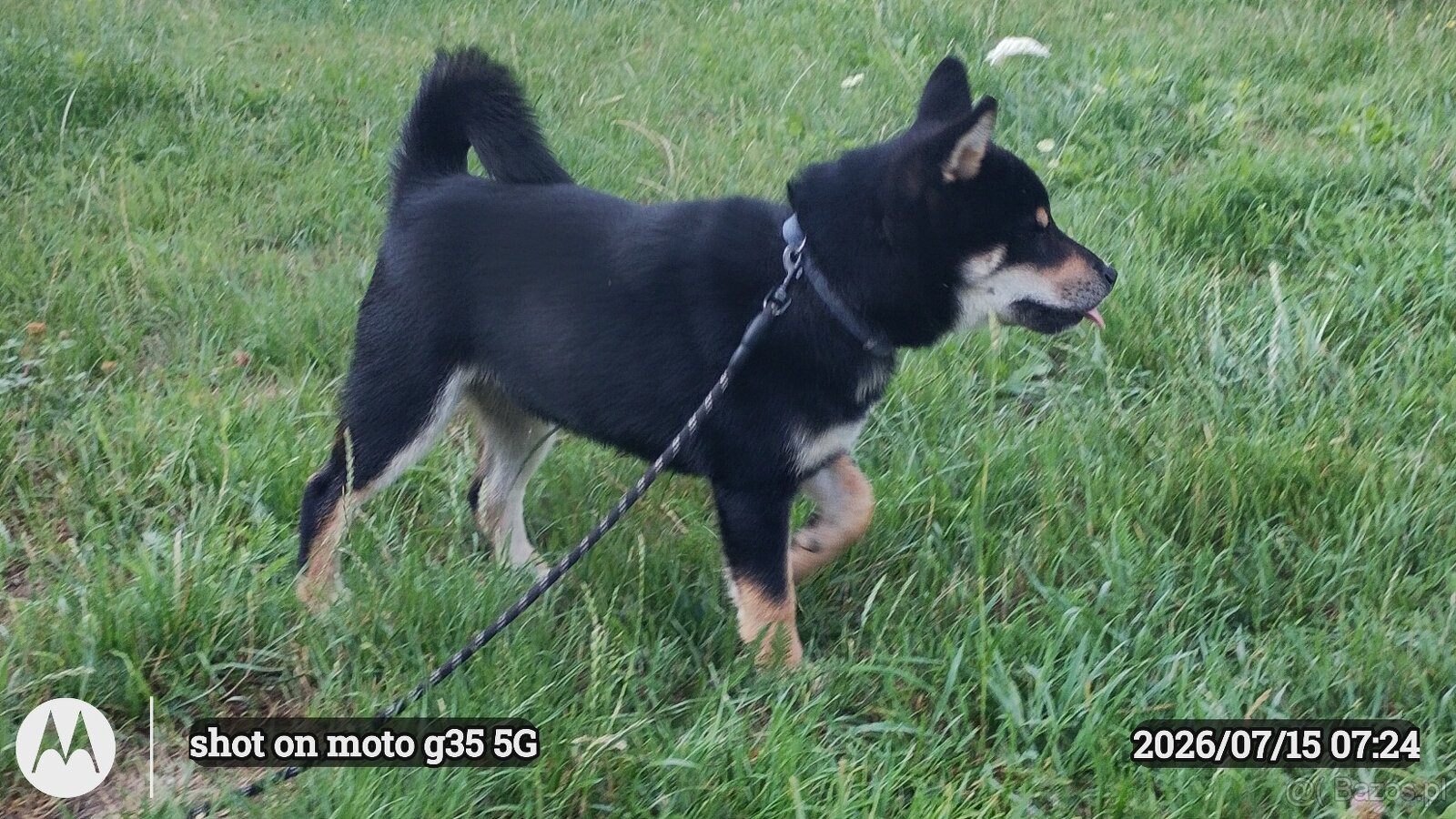 SHIBA INU czteromiesięczny szczeniaczek - 11